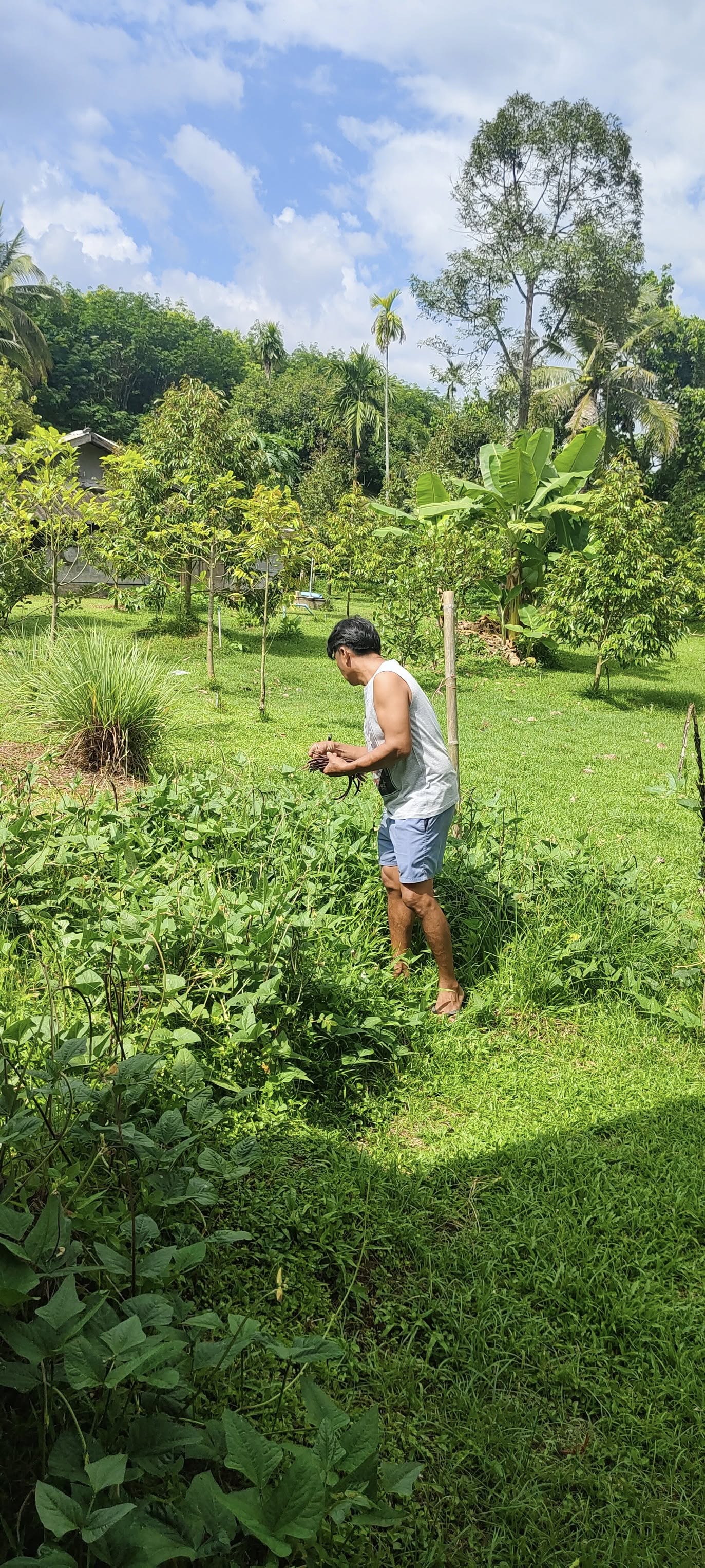 สพอ.พิปูน: ขับเคลื่อนสนับสนุนศูนย์เรียนรู้ฯ แปลงโคก หนอง นา นายอนุสรณ์ หลวงนา ในการขยายผลการน้อมนำหลักปรัชญาของเศรษฐกิจพอเพียง สู่ครัวเรือนรอบศูนย์เรียนรู้ฯ ครัวเรือนต้นแบบ บ้านนี้มีรัก ปลูกผักกินเอง "